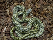 climacophora