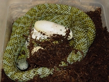 climaegg