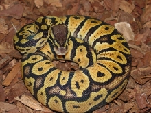 lemon pastel