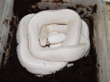 txeggs1