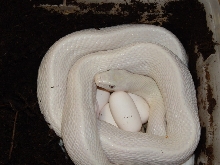 txegg2