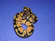 pastellll1