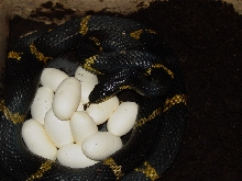 russianegg1