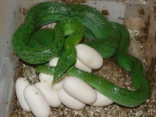 Rhynopiceggs