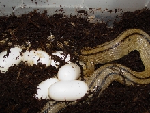 scalaris eggs