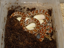 situlaegg1