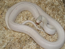tx rat 1