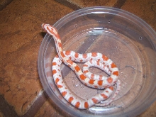 Candycane
