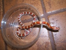 Hypo Miami