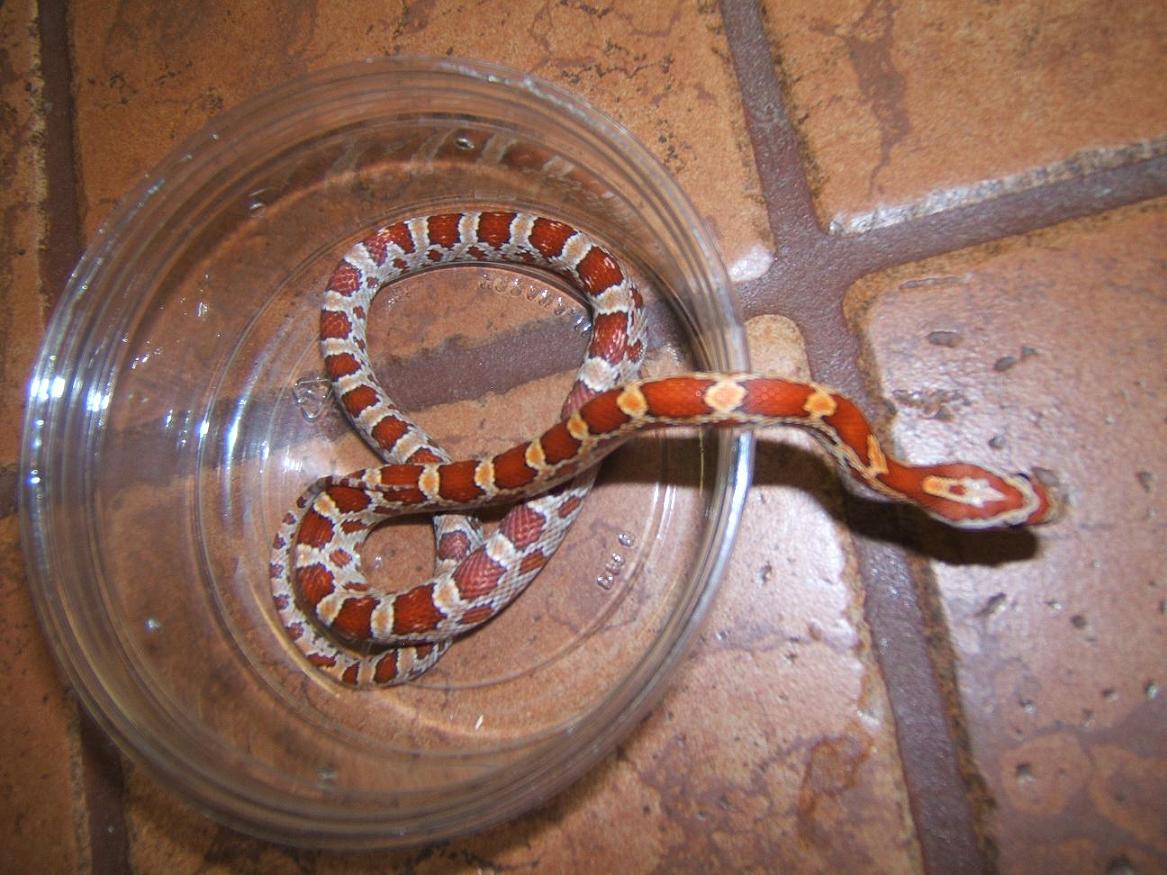 Hypo Miami