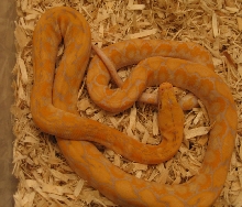AlbinoSDpic 2