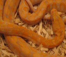 AlbinoSDpic 3