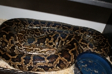 Adult Fem DH albino/granite