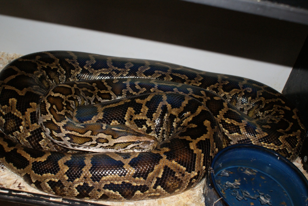 Adult Fem DH albino/granite