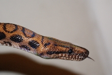 Adult Male BRBpic2