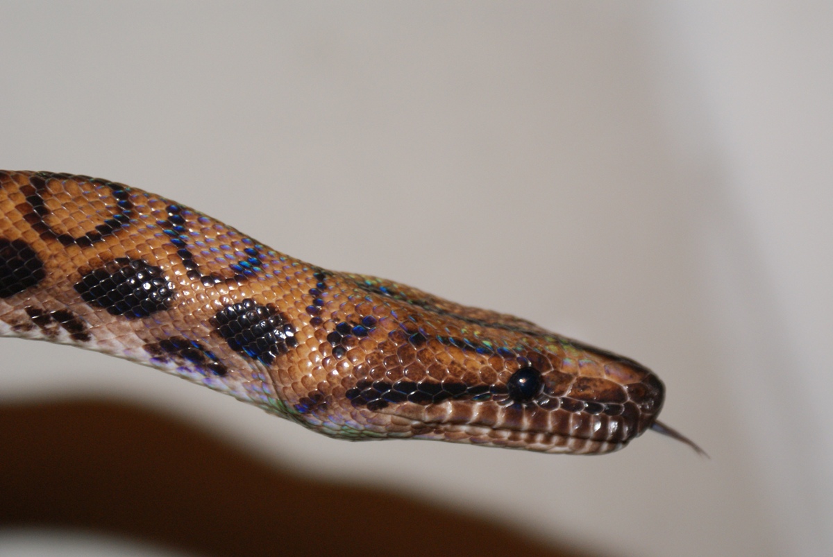 Adult Male BRBpic2