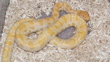 Fem Albino DH green/granite burm.pic1
