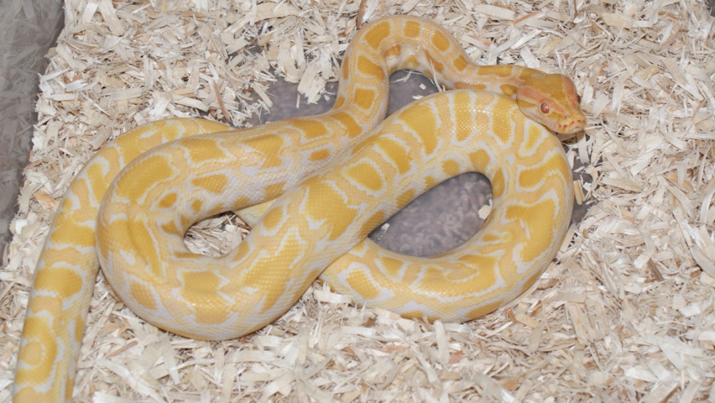 Fem Albino DH green/granite burm.pic1