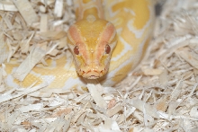 Fem Albino DH green/granite burm.pic2