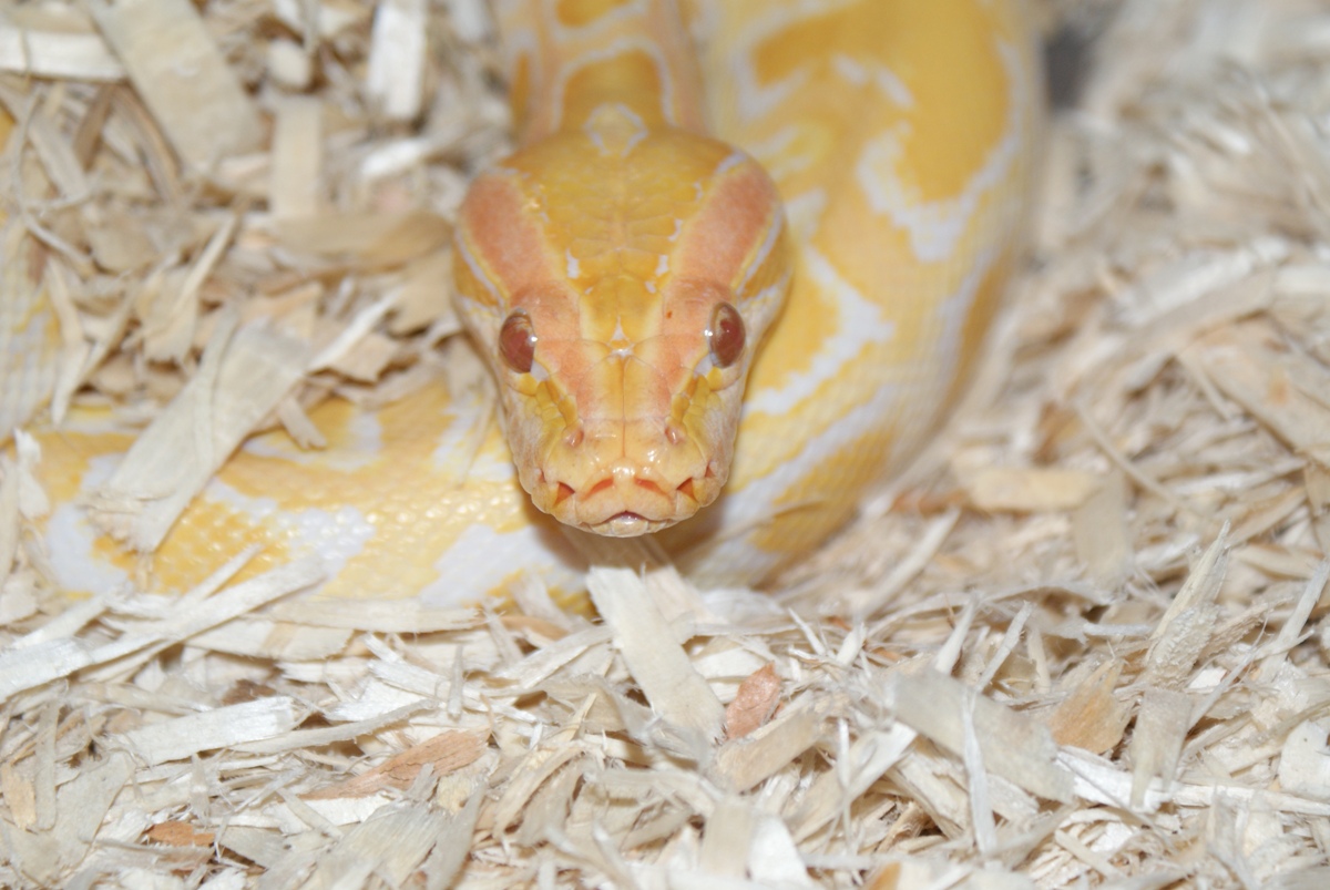 Fem Albino DH green/granite burm.pic2