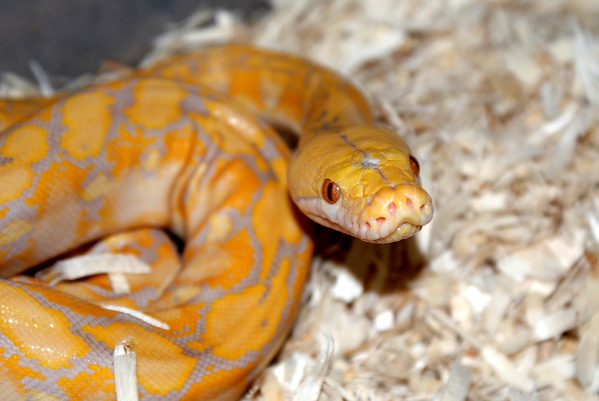Male Lav Albino SDpic1
