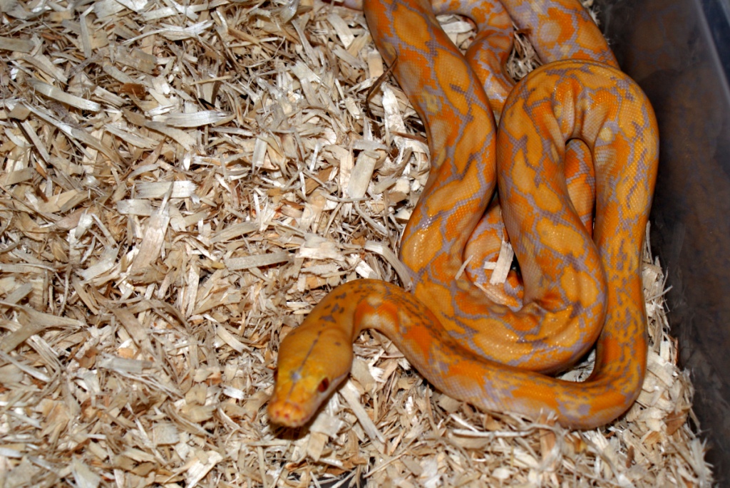 Male Lav Albino SDpic2