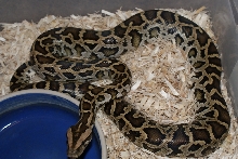 Fem DH Granite/green 66%ph albino.pic1
