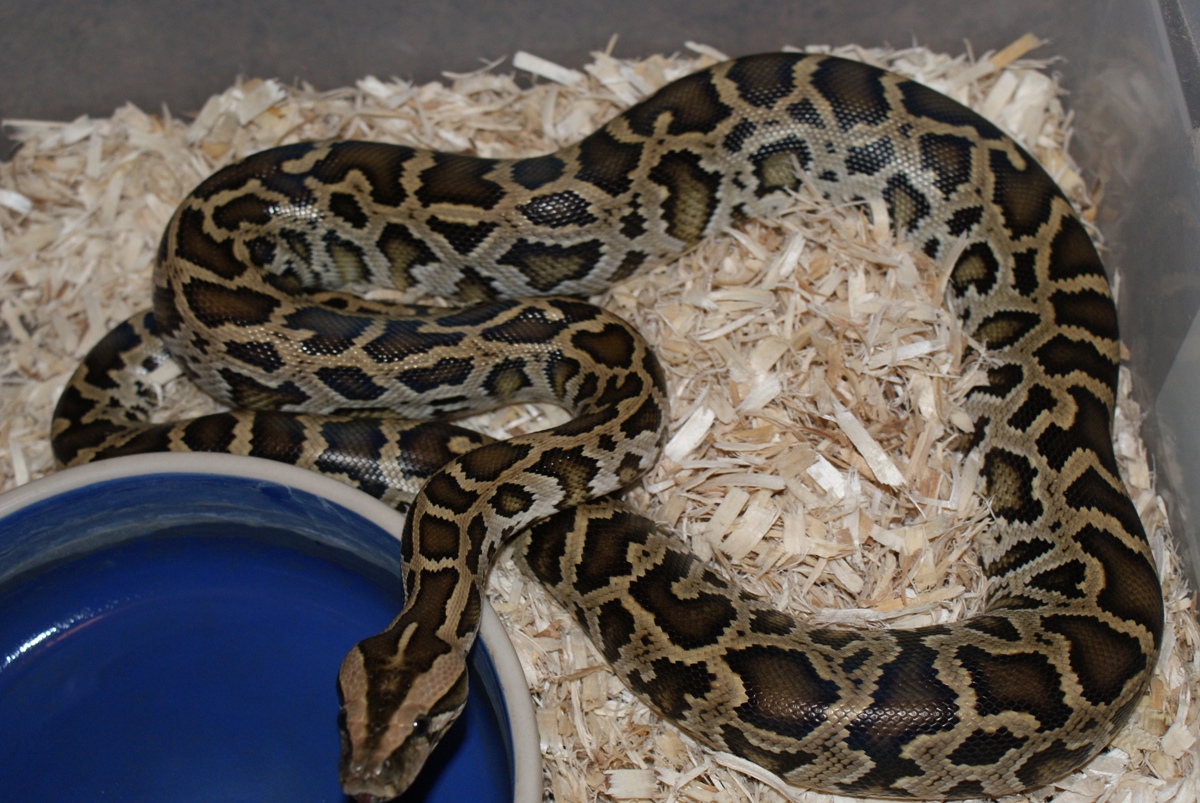 Fem DH Granite/green 66%ph albino.pic1