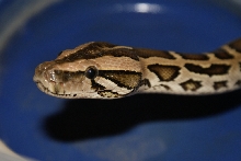 Fem DH Granite/green 66%ph albino.pic2