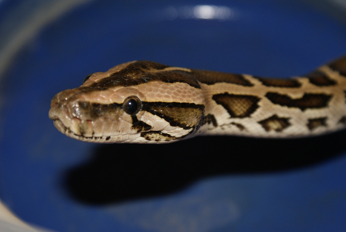Fem DH Granite/green 66%ph albino.pic2