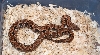 Male Baby Dum. Boa.pic1