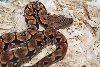 Male Baby Dum. Boa.pic2