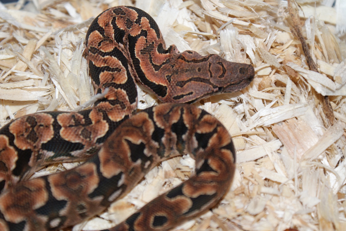 Male Baby Dum. Boa.pic2