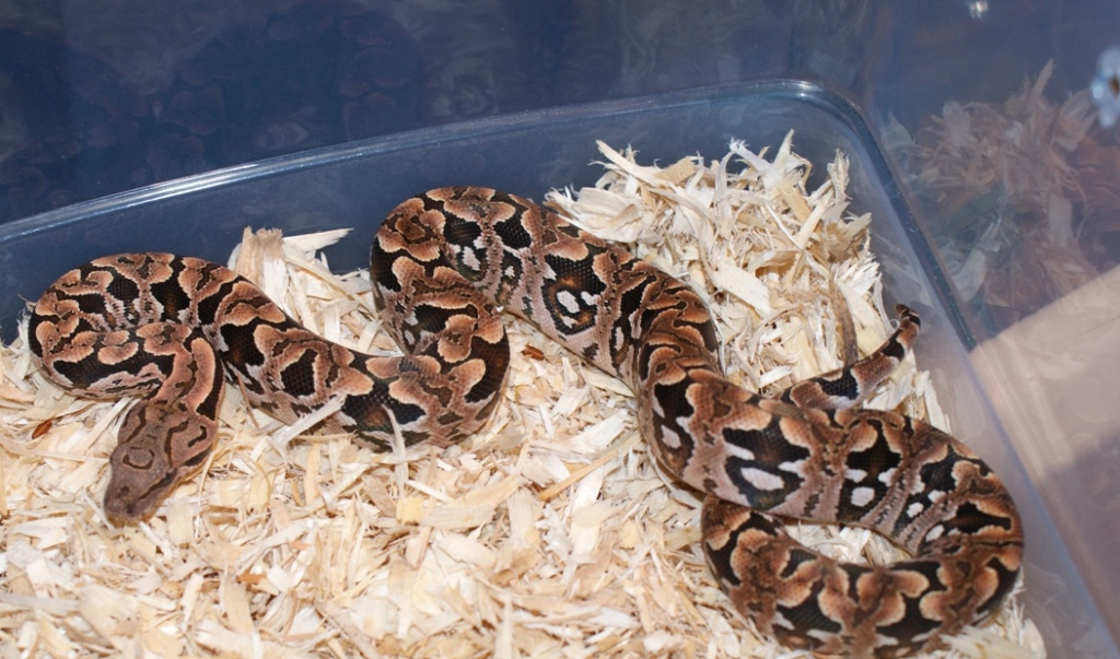 Fem Dum. Boa. pic 1