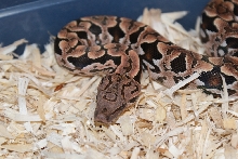 Fem Dum. Boa. pic 2