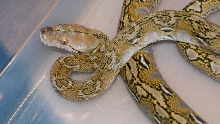 dwarf retic 100% H albino