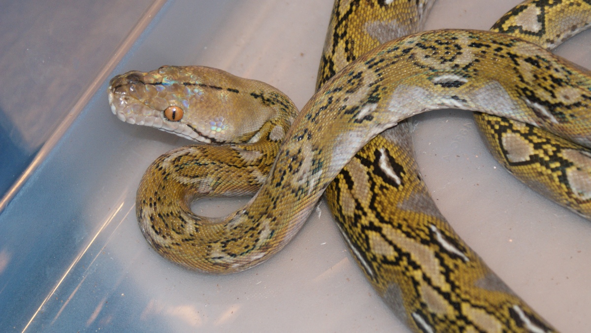 dwarf retic 100% H albino