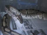 my adult male ball python eating