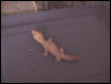 Albino Fat Tail Female