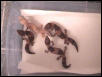 Albino/100% Het Fat Tail Females