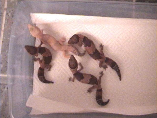 Albino/100% Het Fat Tail Females