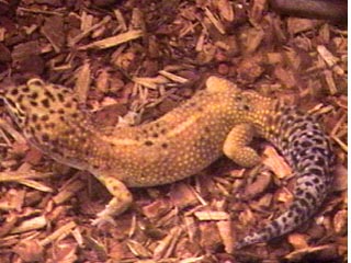 Large Male Hypo Tangerine