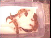 Hypo Tangerine Breeding group 1.2