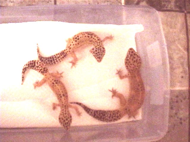 Hypo Tangerine Breeding group 1.2