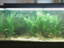 75 gallon just after adding the plants