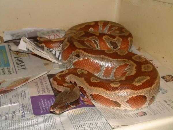 01 Female Red Blood Python