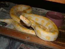 01 Male Albino Burm
