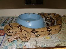 01 Male Reversed Striped Tail Boa