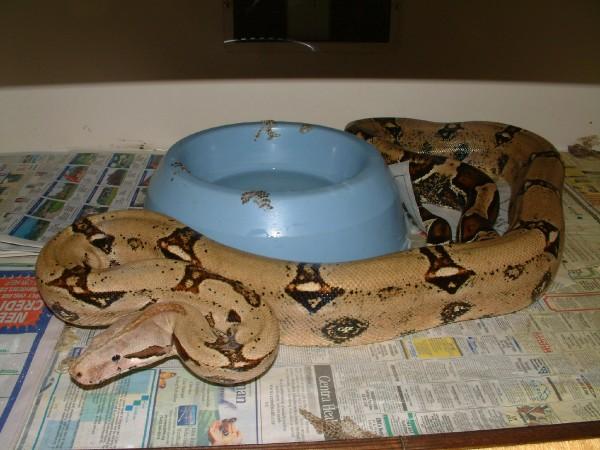 01 Male Reversed Striped Tail Boa
