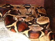 02 Suriname Red Tail Boa